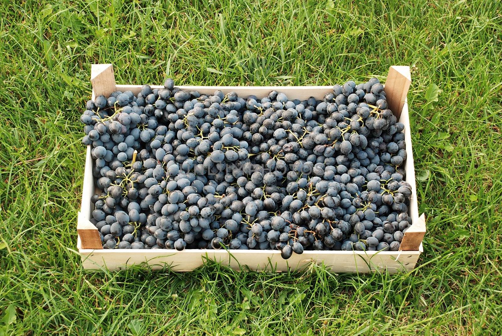 blue grapes bunches in wooden box over green grass