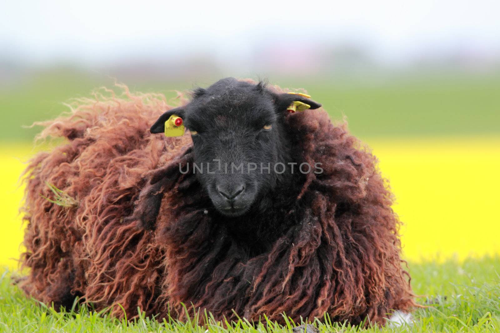 brown sheep laying on a spring meadow