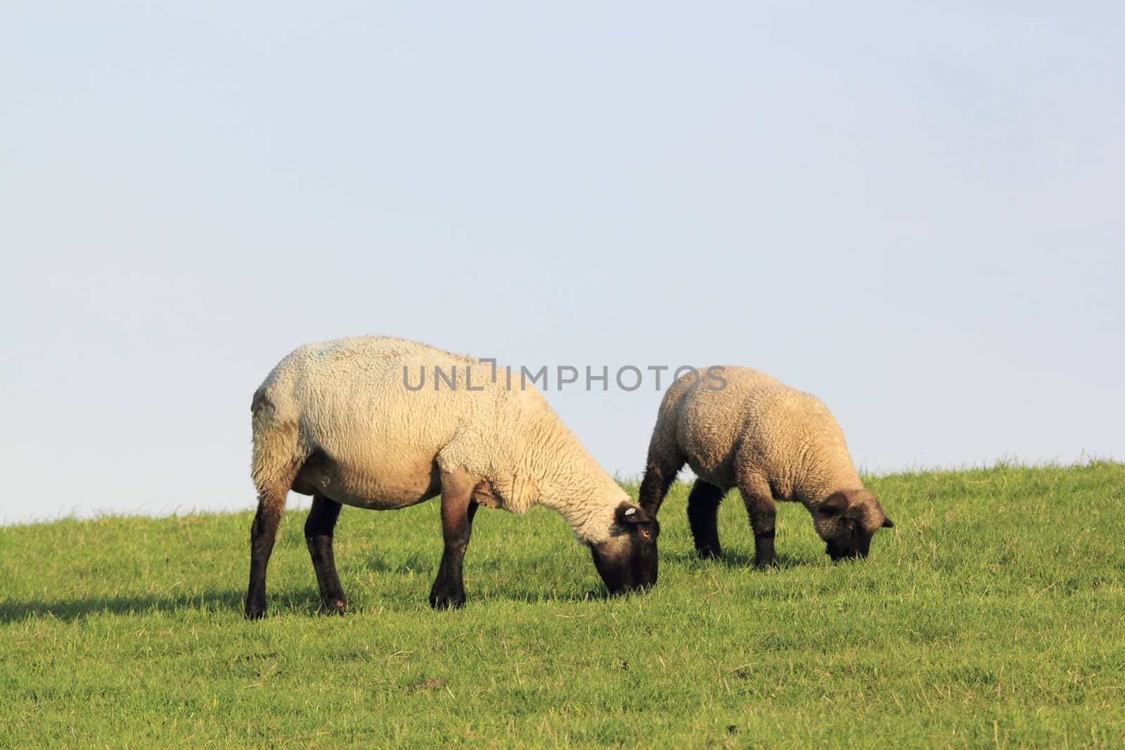 sheep and lamb on a meadow