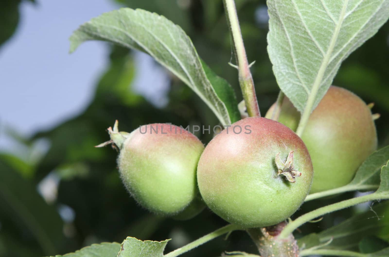 Three young immature apples growing on a branch.