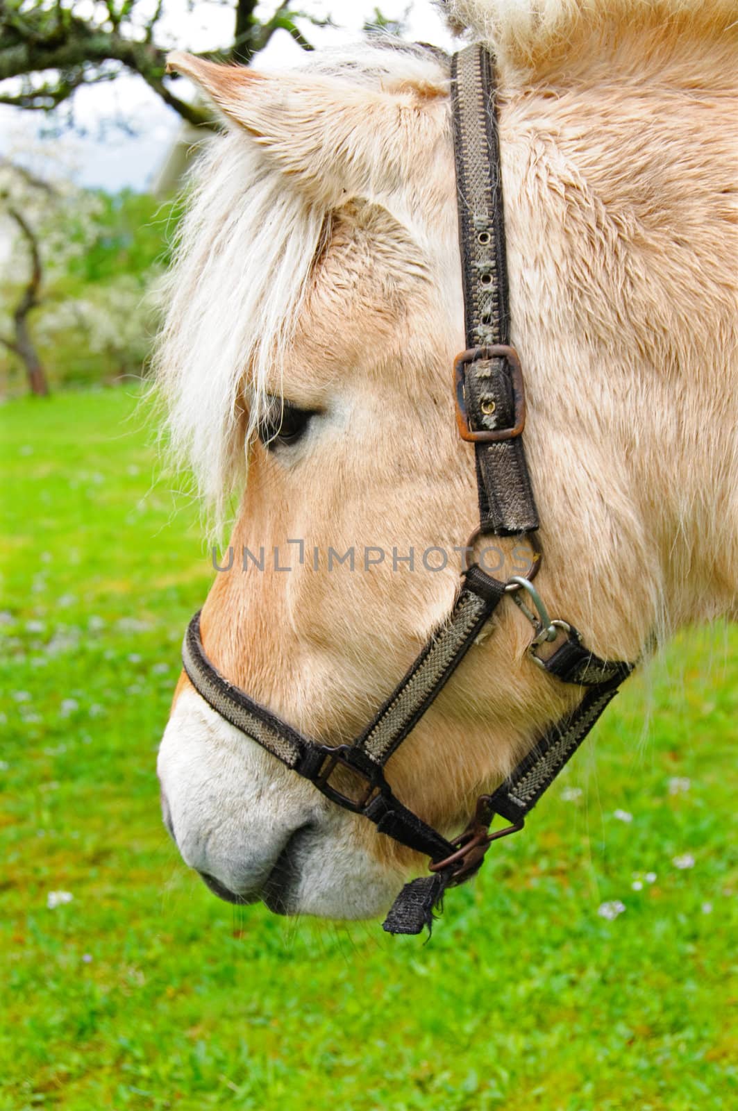 The head of a cute horse with the bridle on