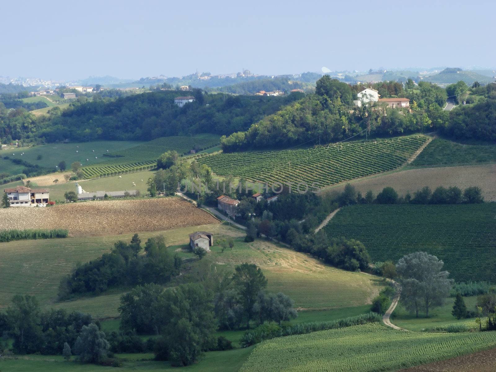 Landscape of green hills, vines and blue sky