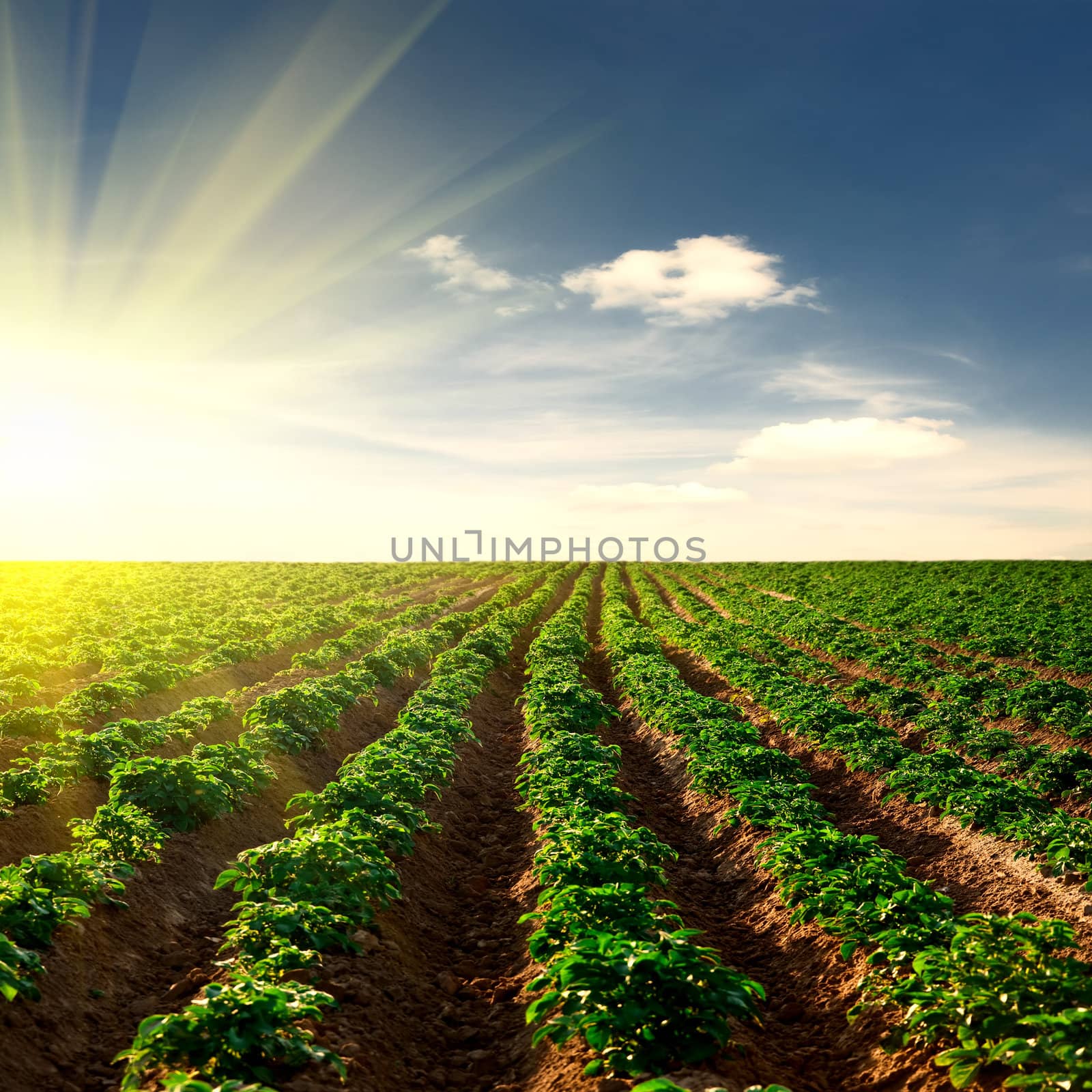 potato field on a sunset under blue sky landscape