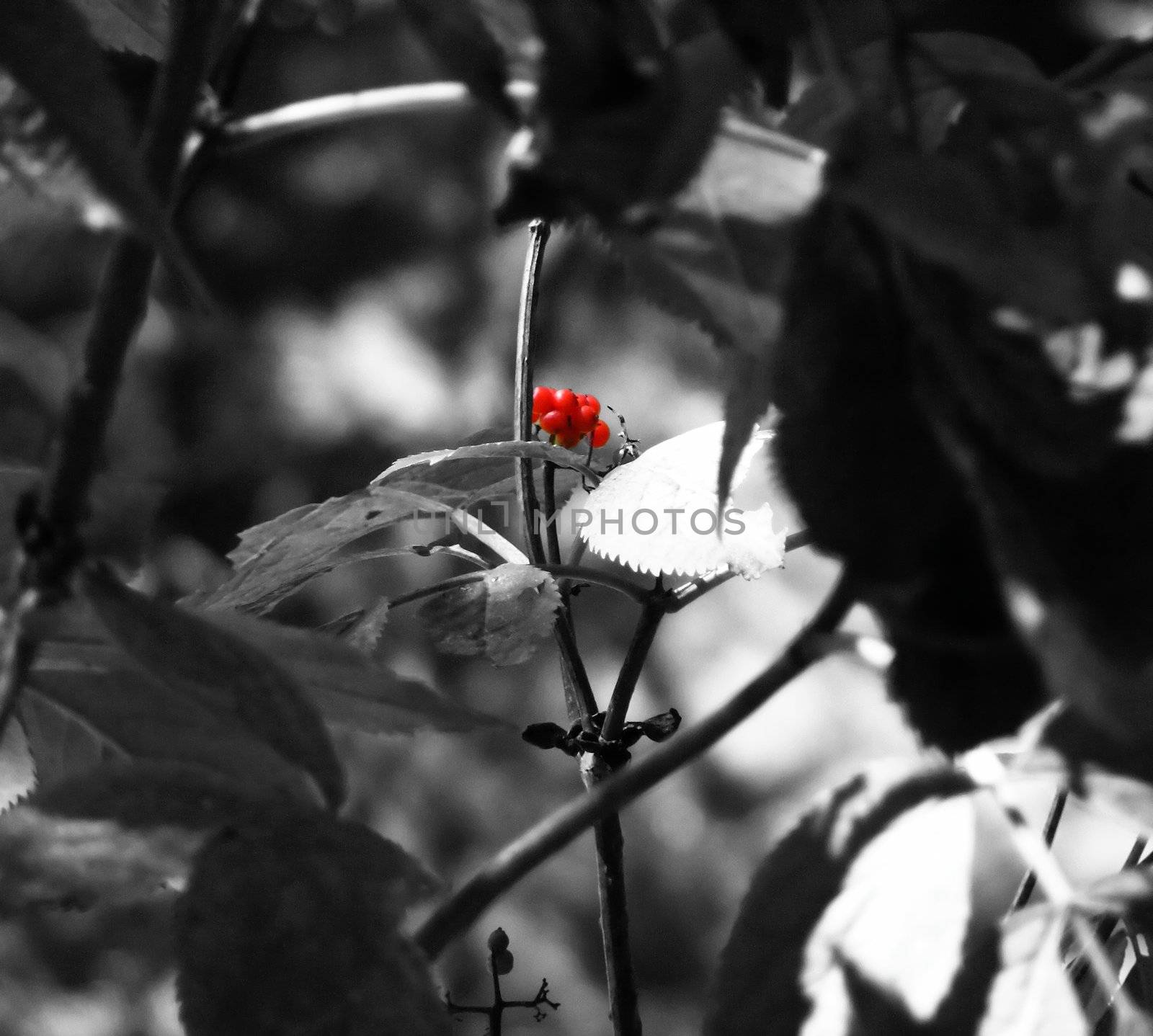 A red berry in between branches and leaves