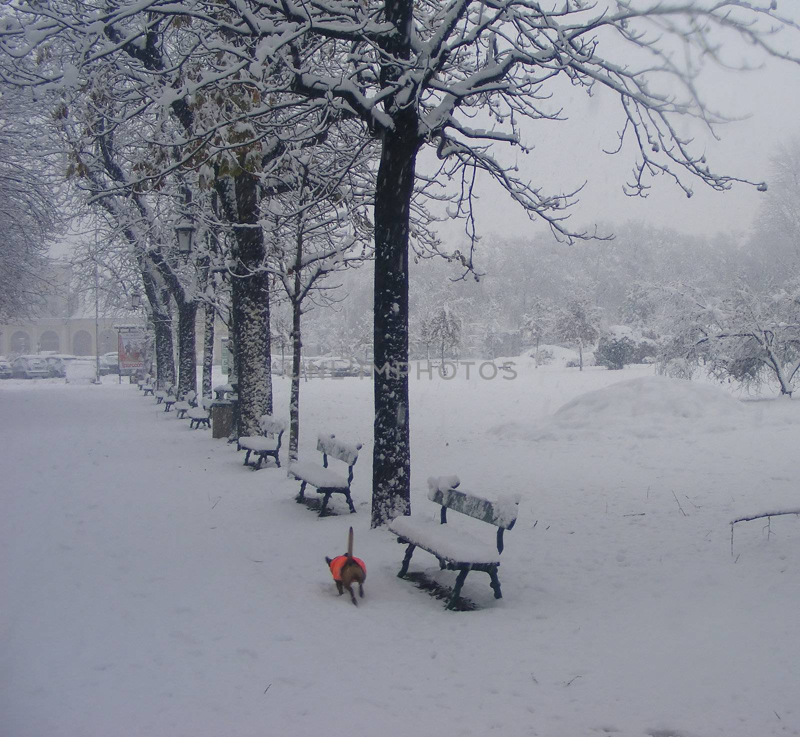 A orange-suited dog runs in the snow