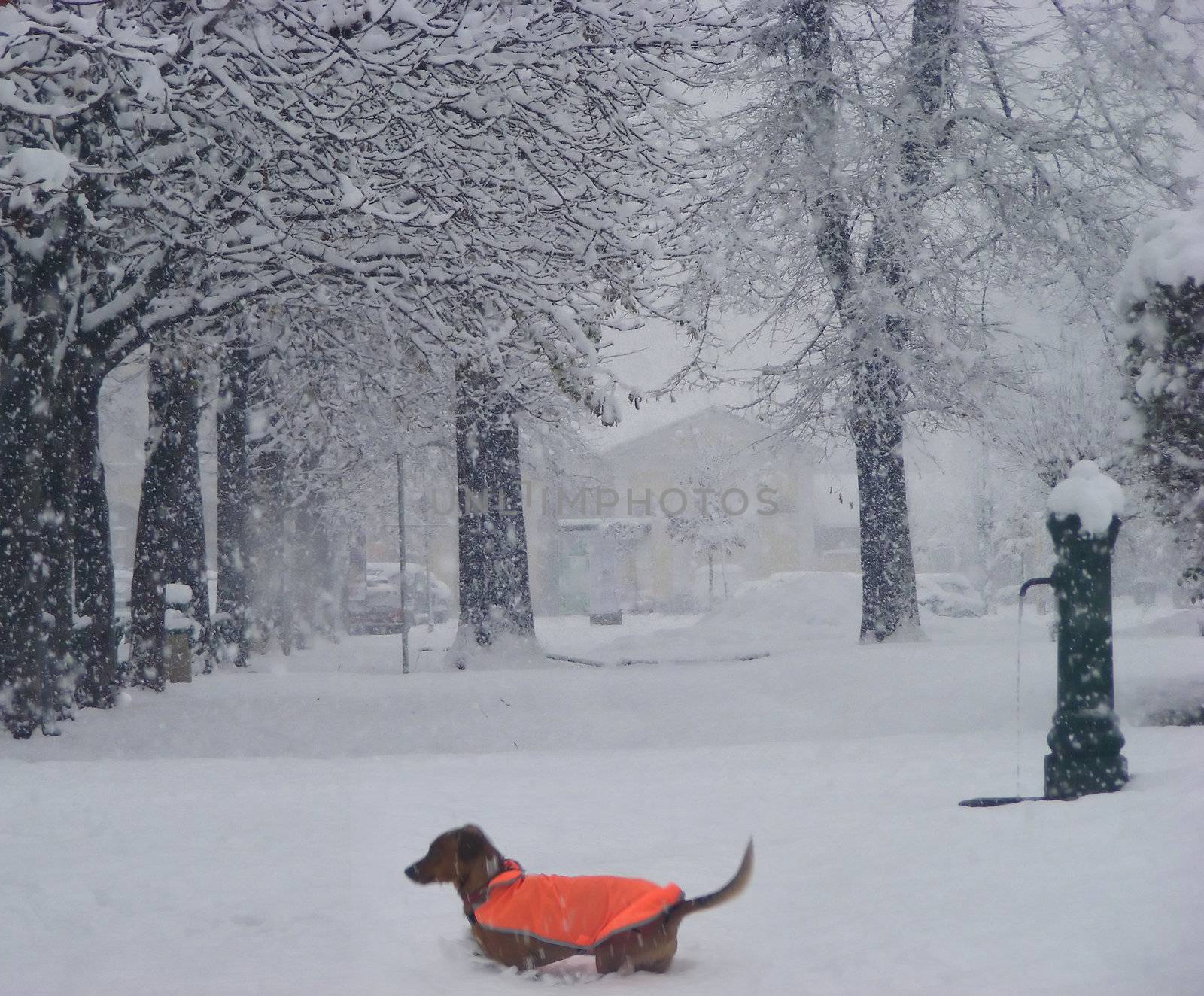 An orange-suited dog walks in the snow