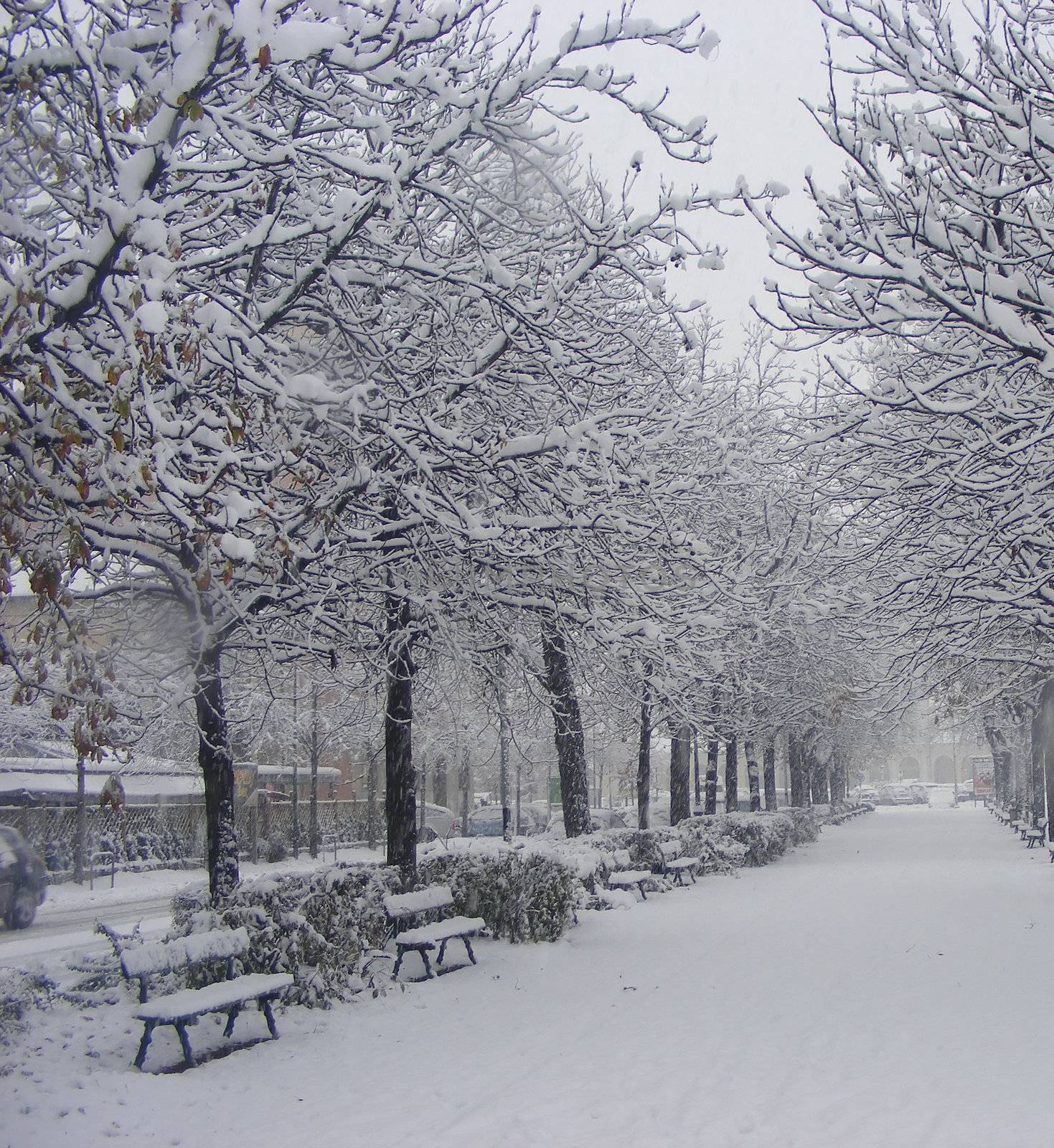 A snowy street in a citizen park