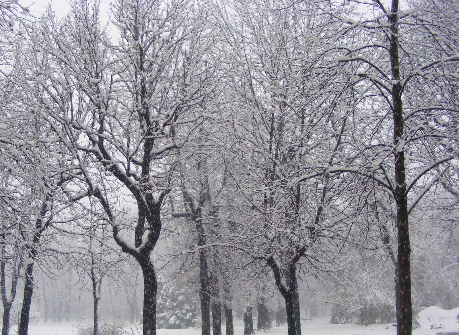 Snowy landscape in the city