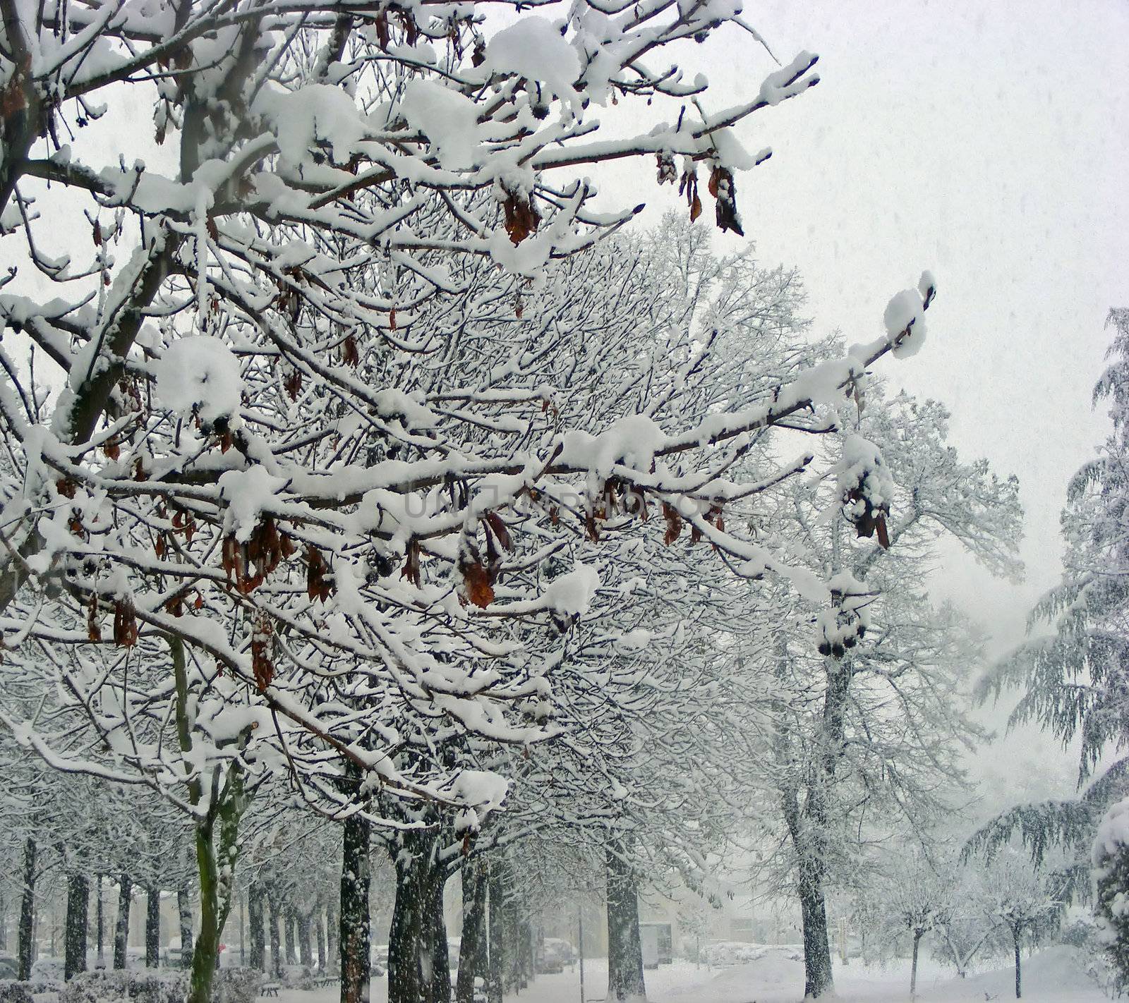 Trees under the snow