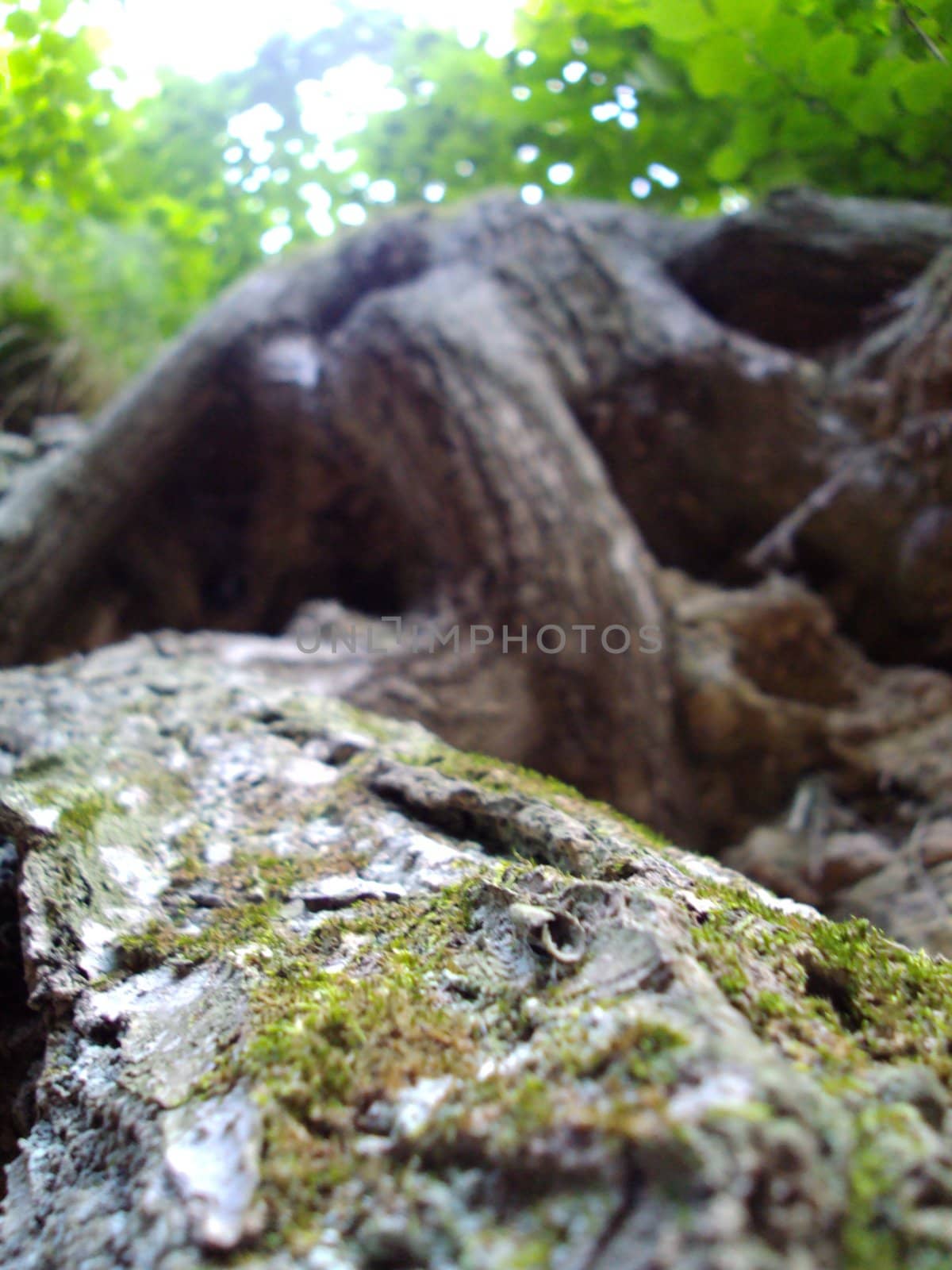 Moss on tree by pawelg