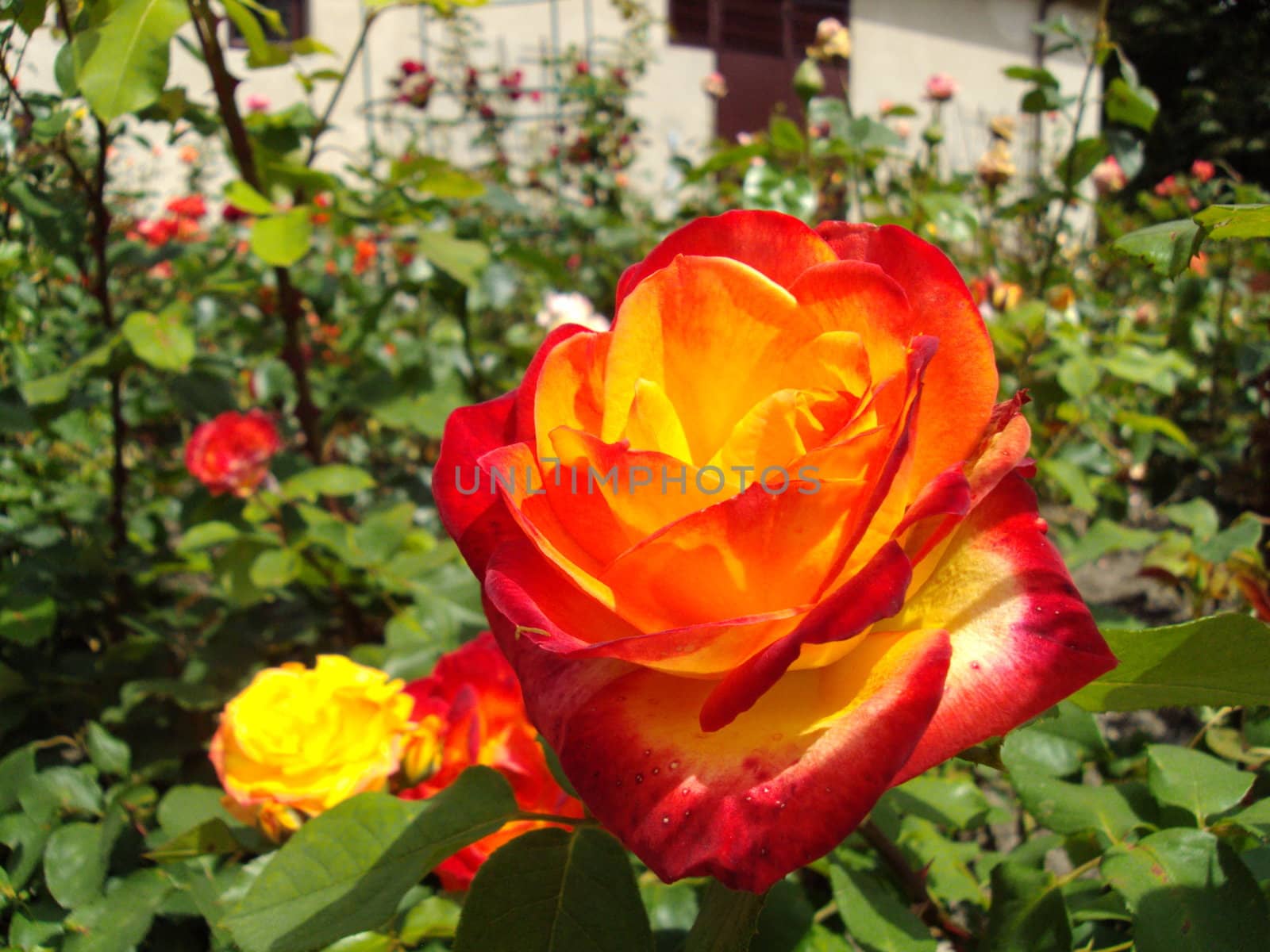 Red-Orange Rose 2 by pawelg