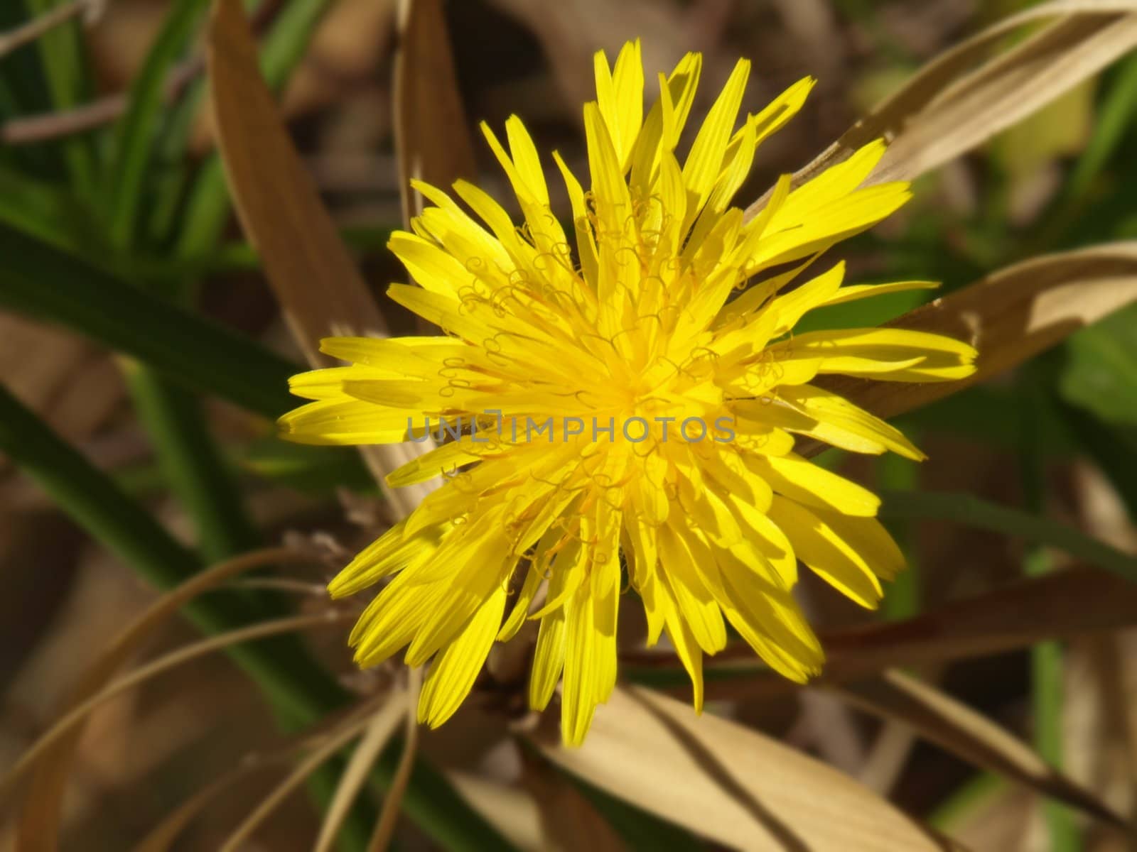 a close up image of a yellow flower