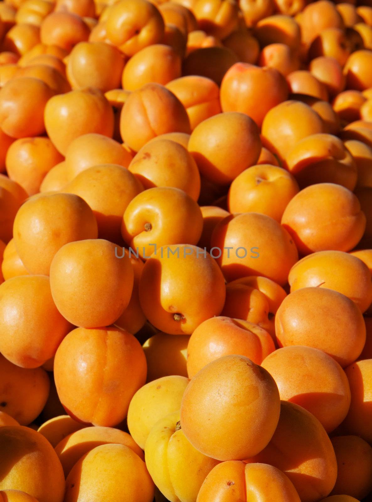 apricots by bobkeenan