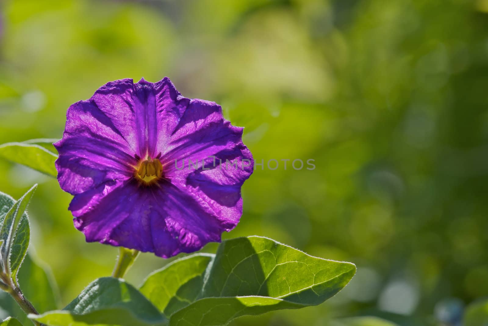 Backlit Violet Flower with a very soft green backgroundz