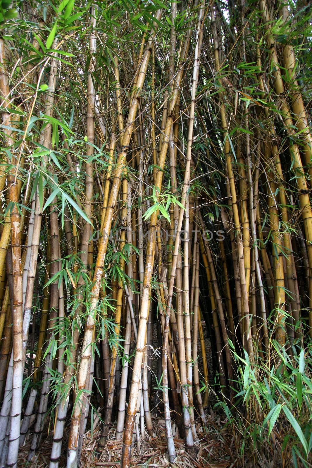 Bamboo trees in a dense forest