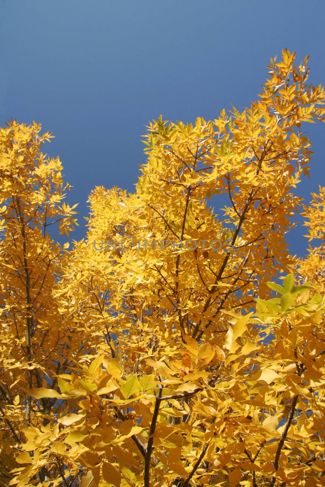 Colour of the tree in autumn