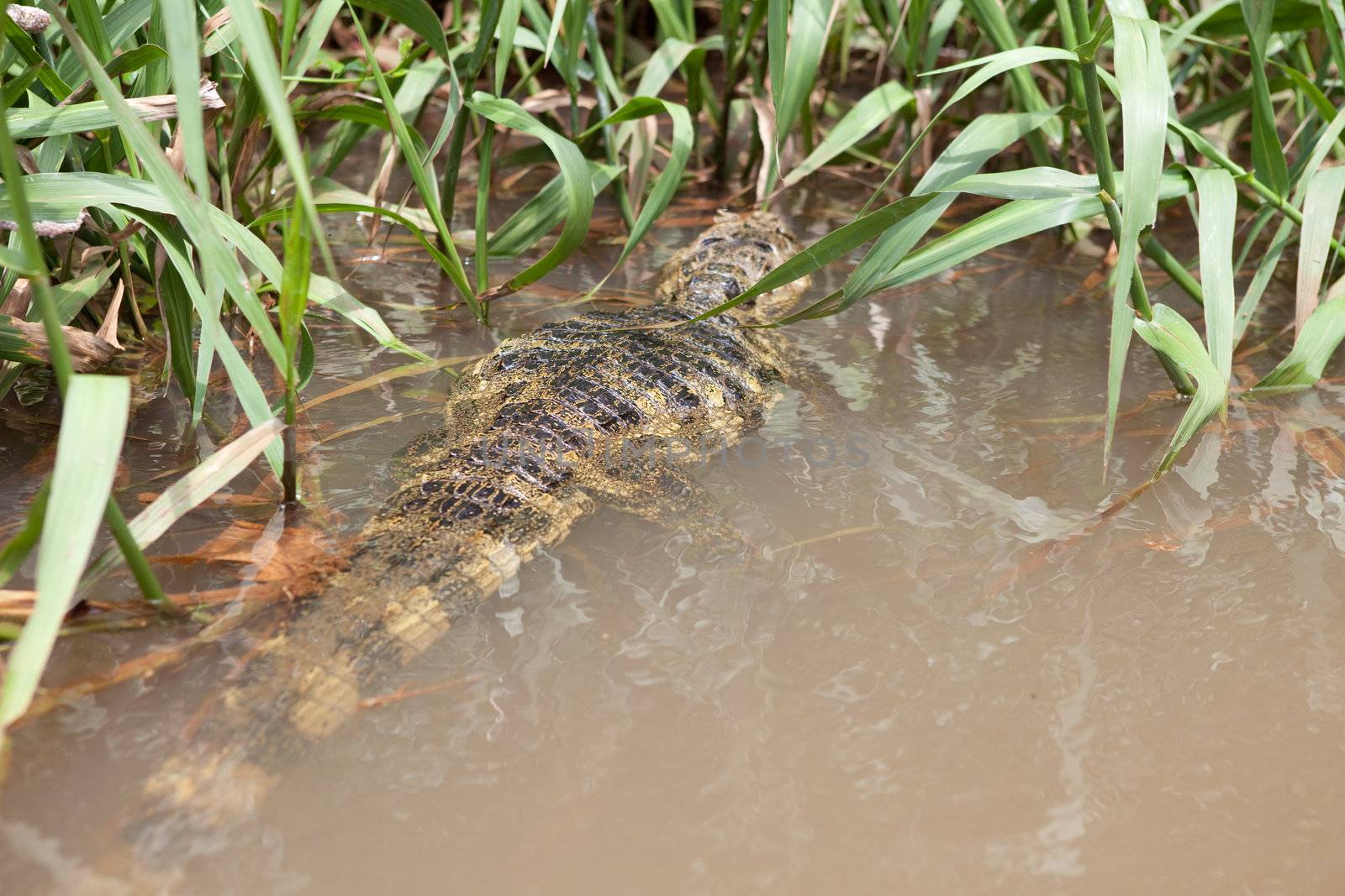 a crocodile in muddy water