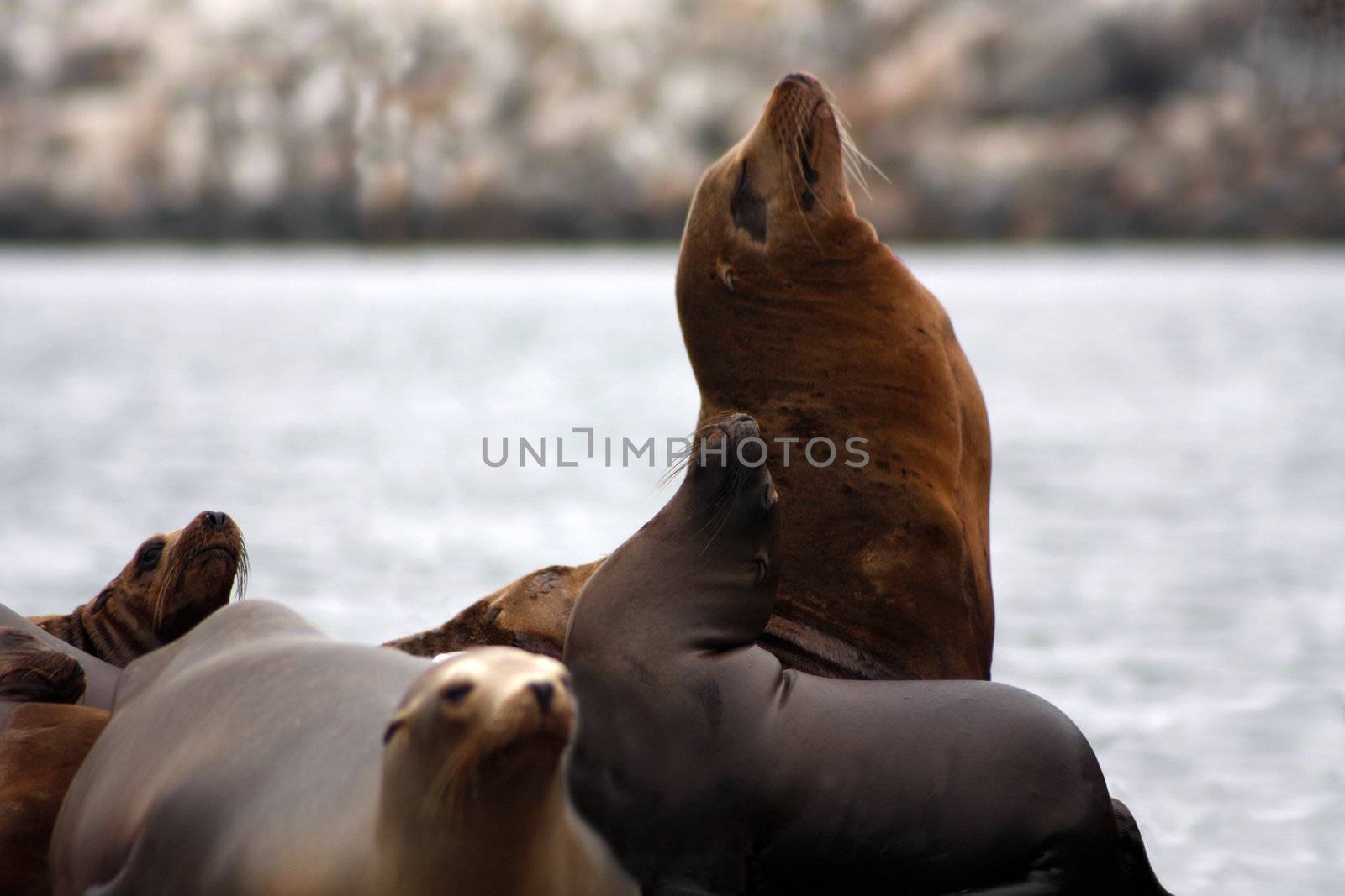 Seal colony on the water