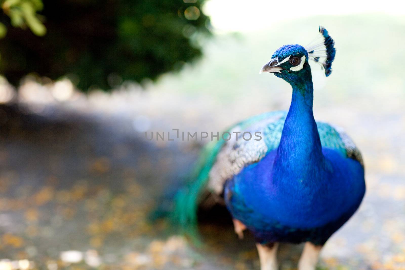 peacock - focus on the head