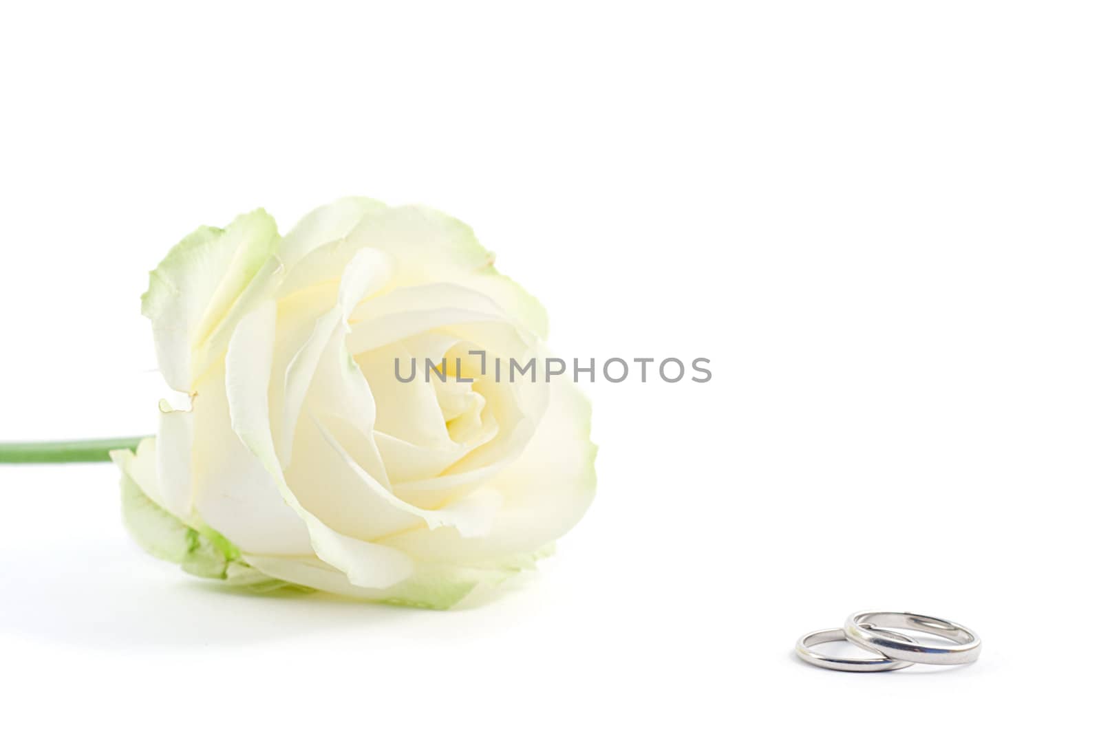 two wedding rings with white rose on background, shot on white