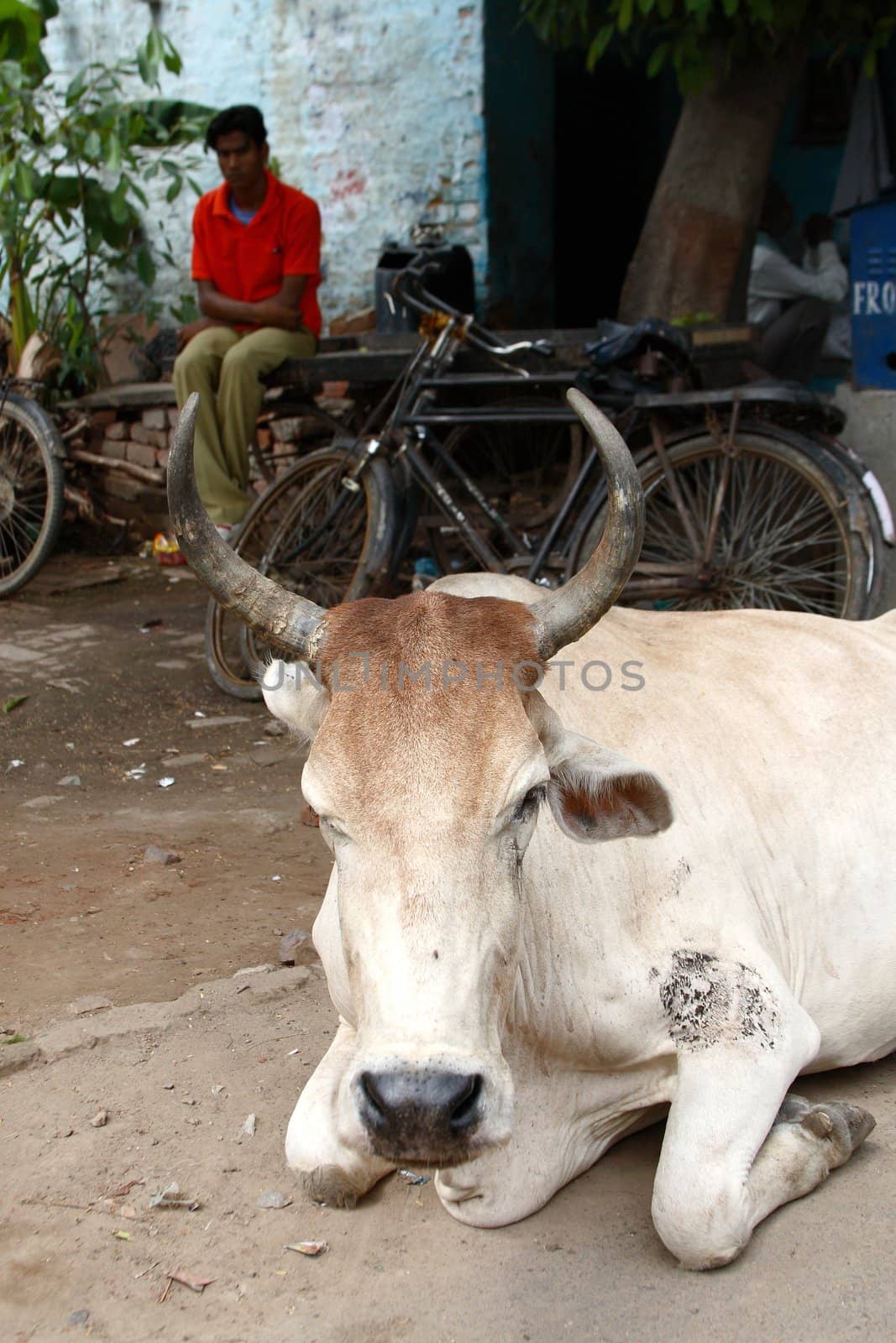 a street scene in India - holy cow on the street