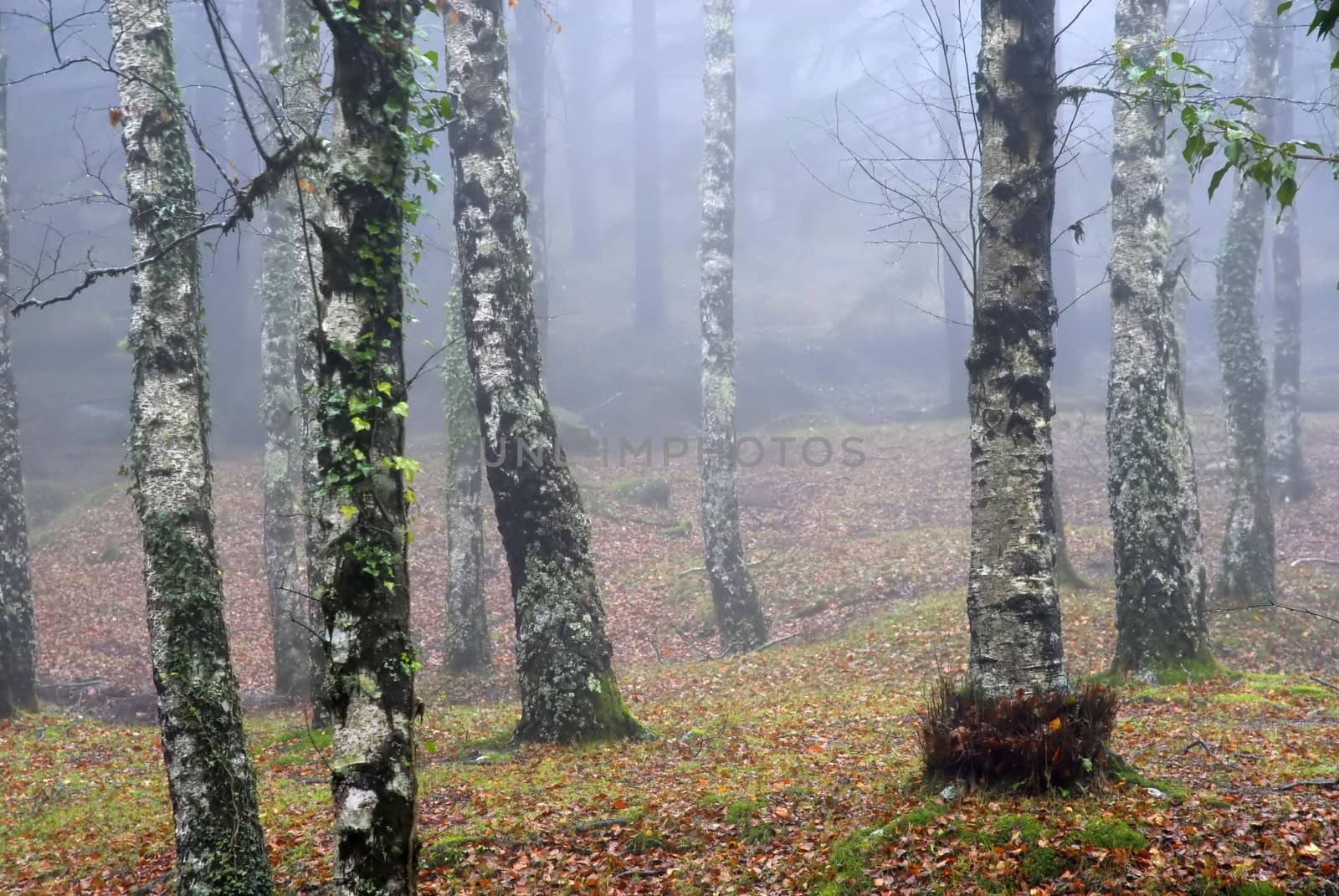 autumn forest detail in a foggy day