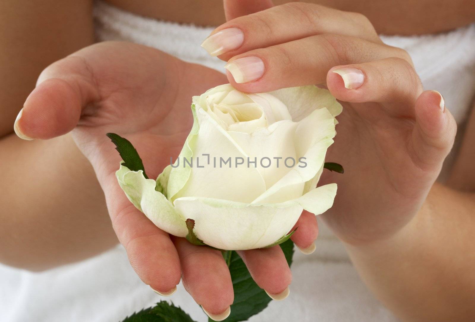 beautiful woman hands with rosebud