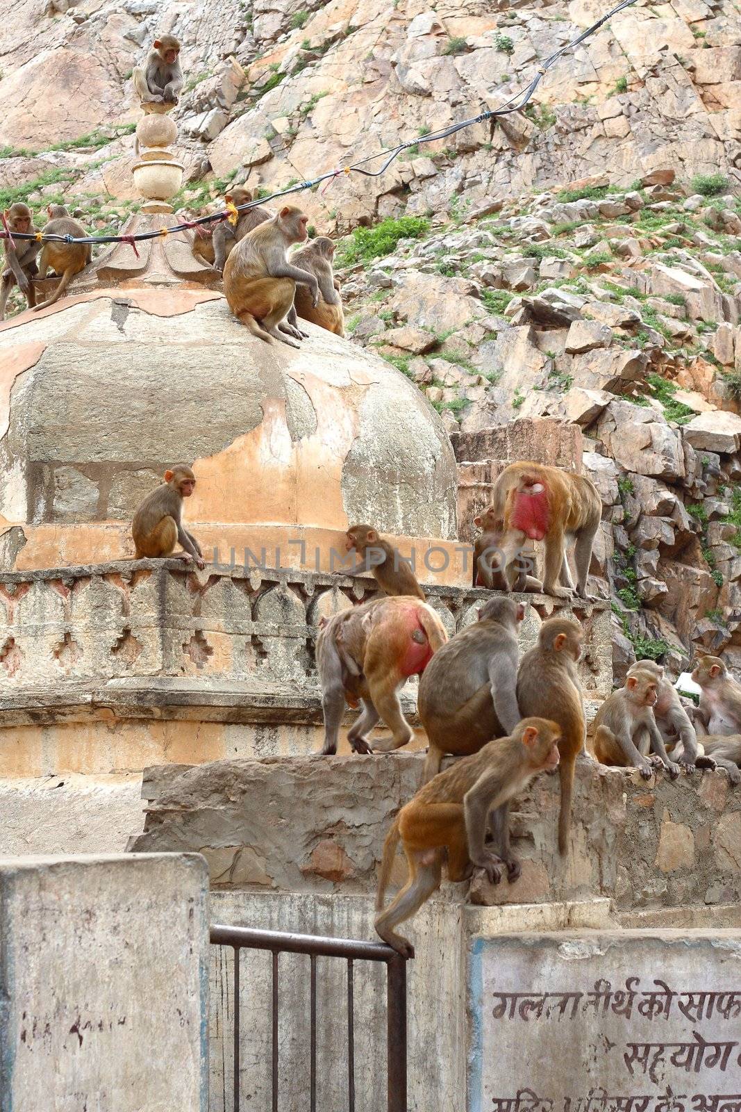 monky family. mother father and baby. Monky City - India