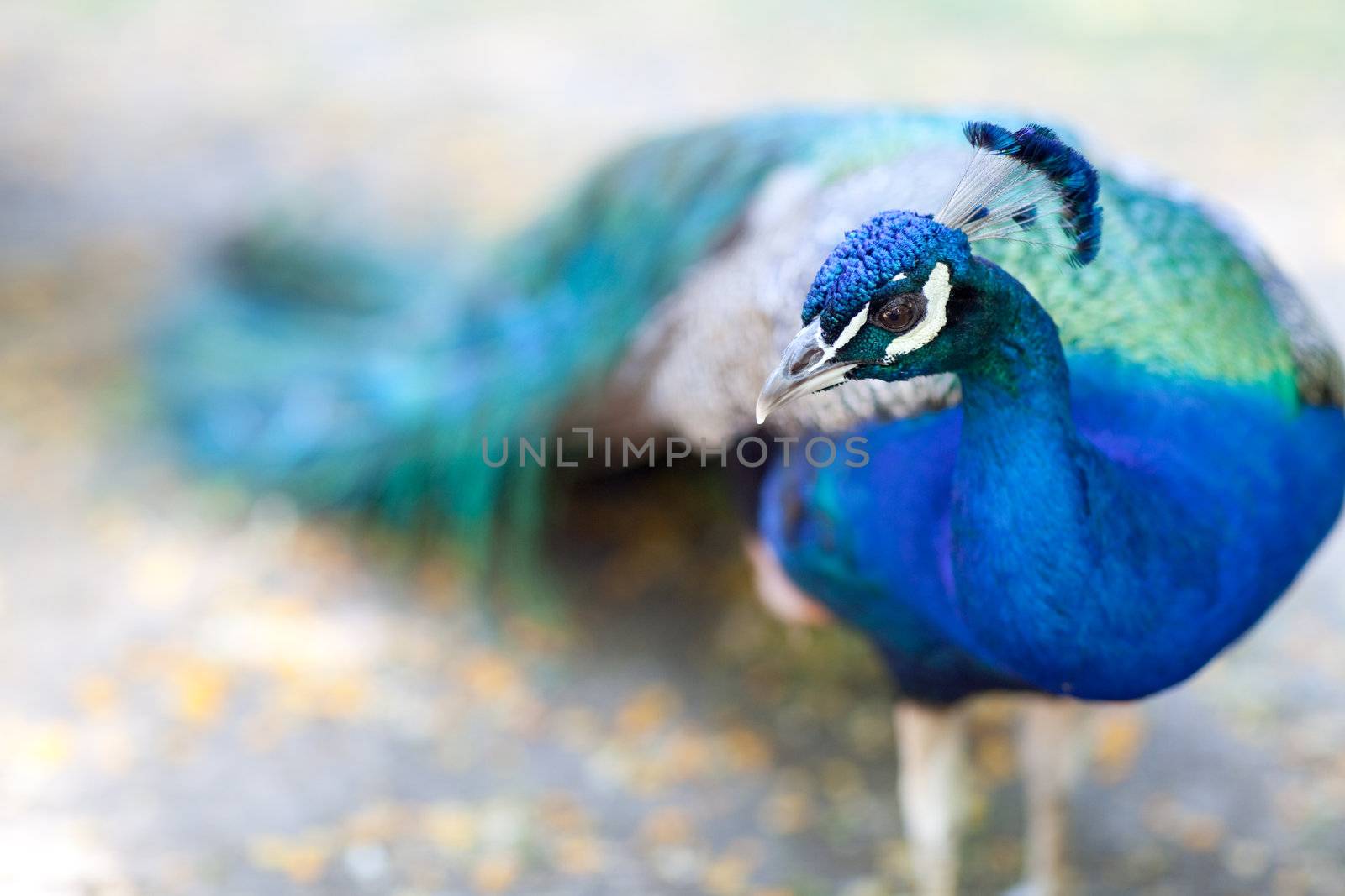 peacock - focus on the head