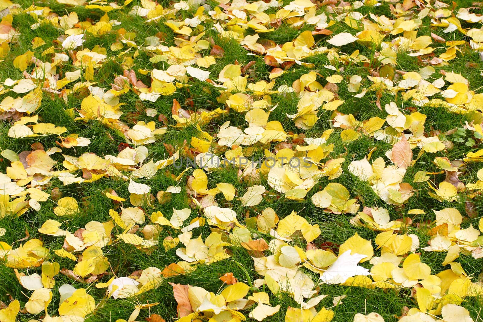 yellow texture of fallen leaves