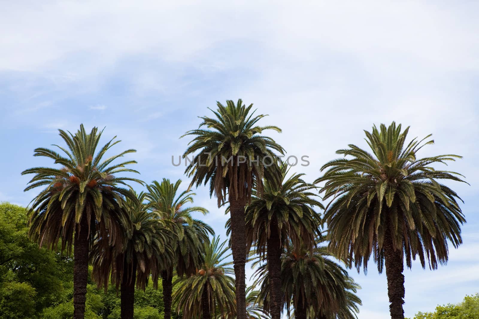 tops of the palms and sky