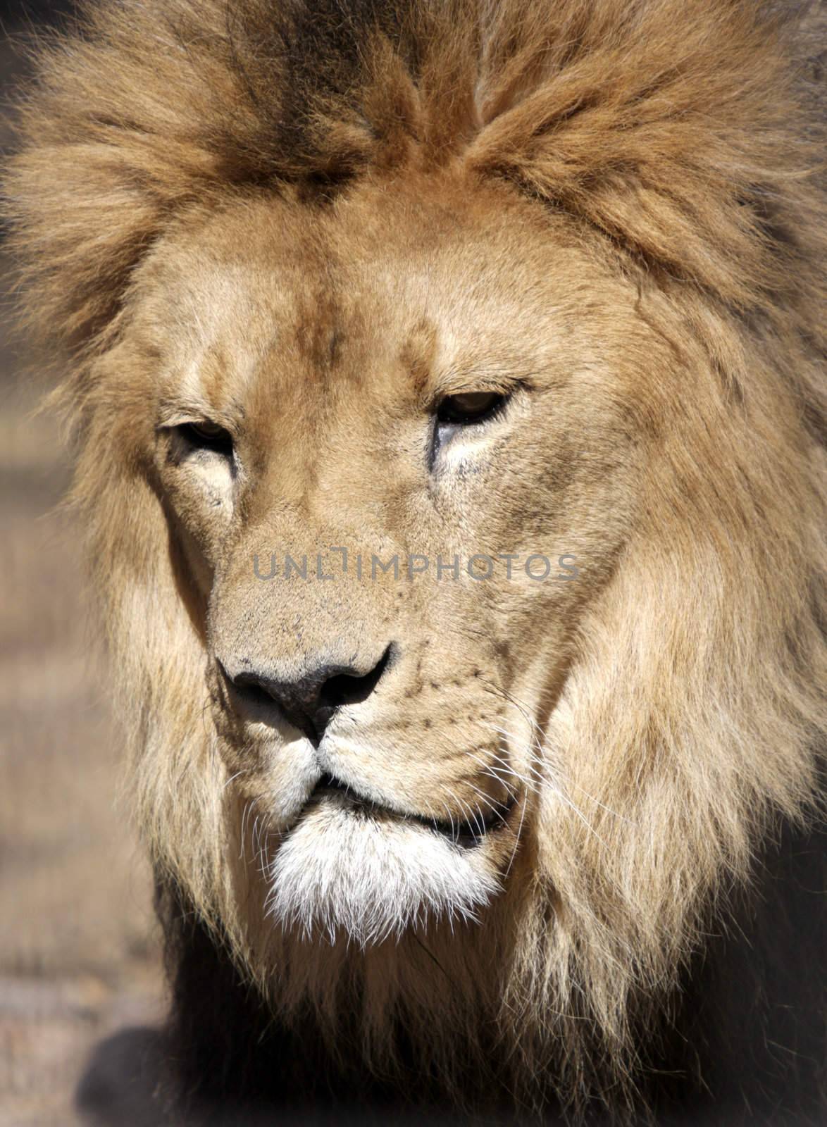 Male Lion by Imagecom
