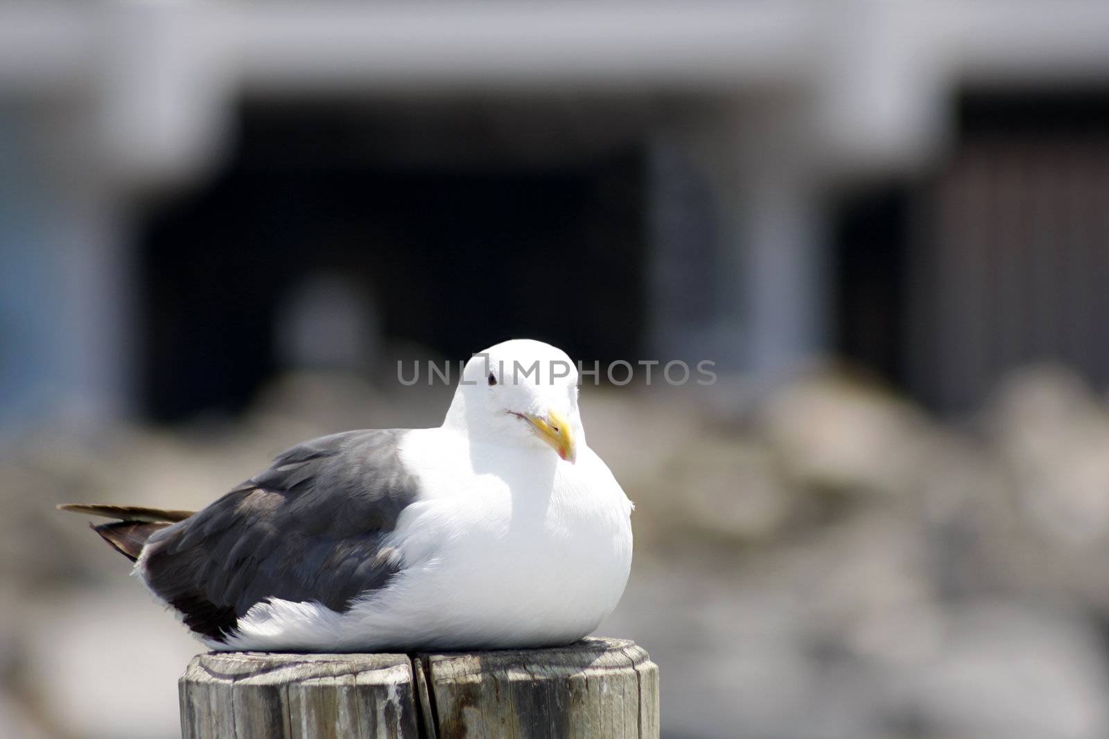 Seagull resting on the wood