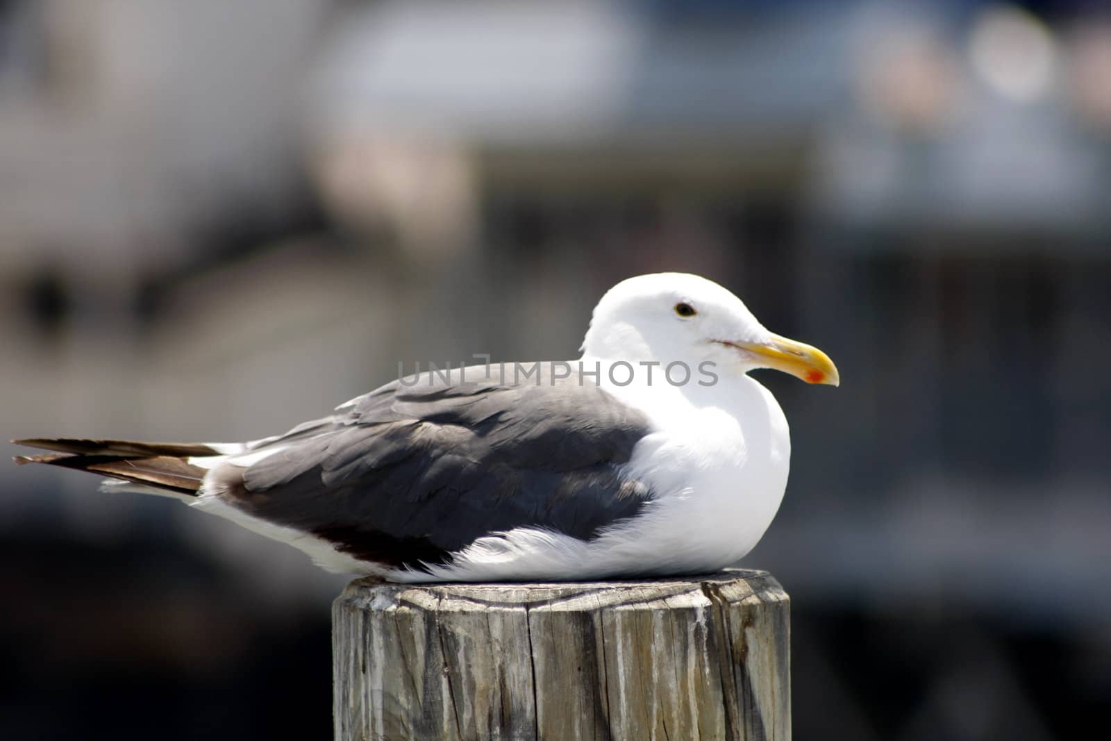 Resting Seagull by Imagecom