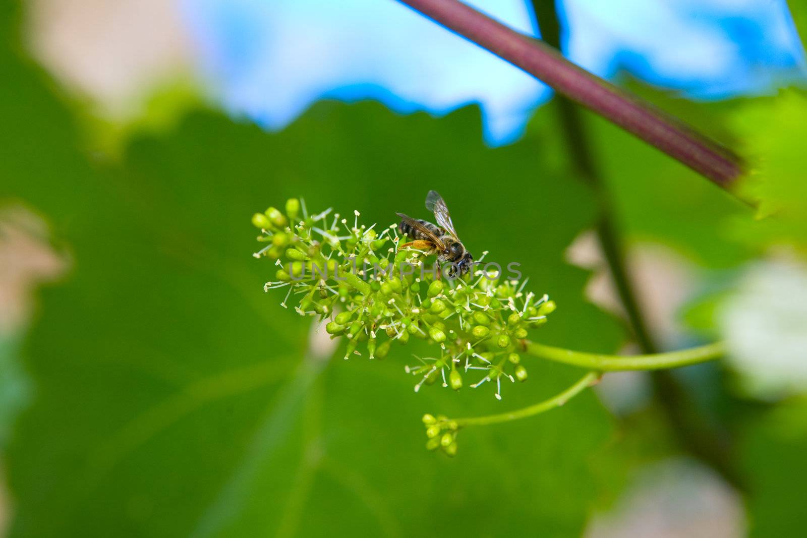 a bee by vsurkov