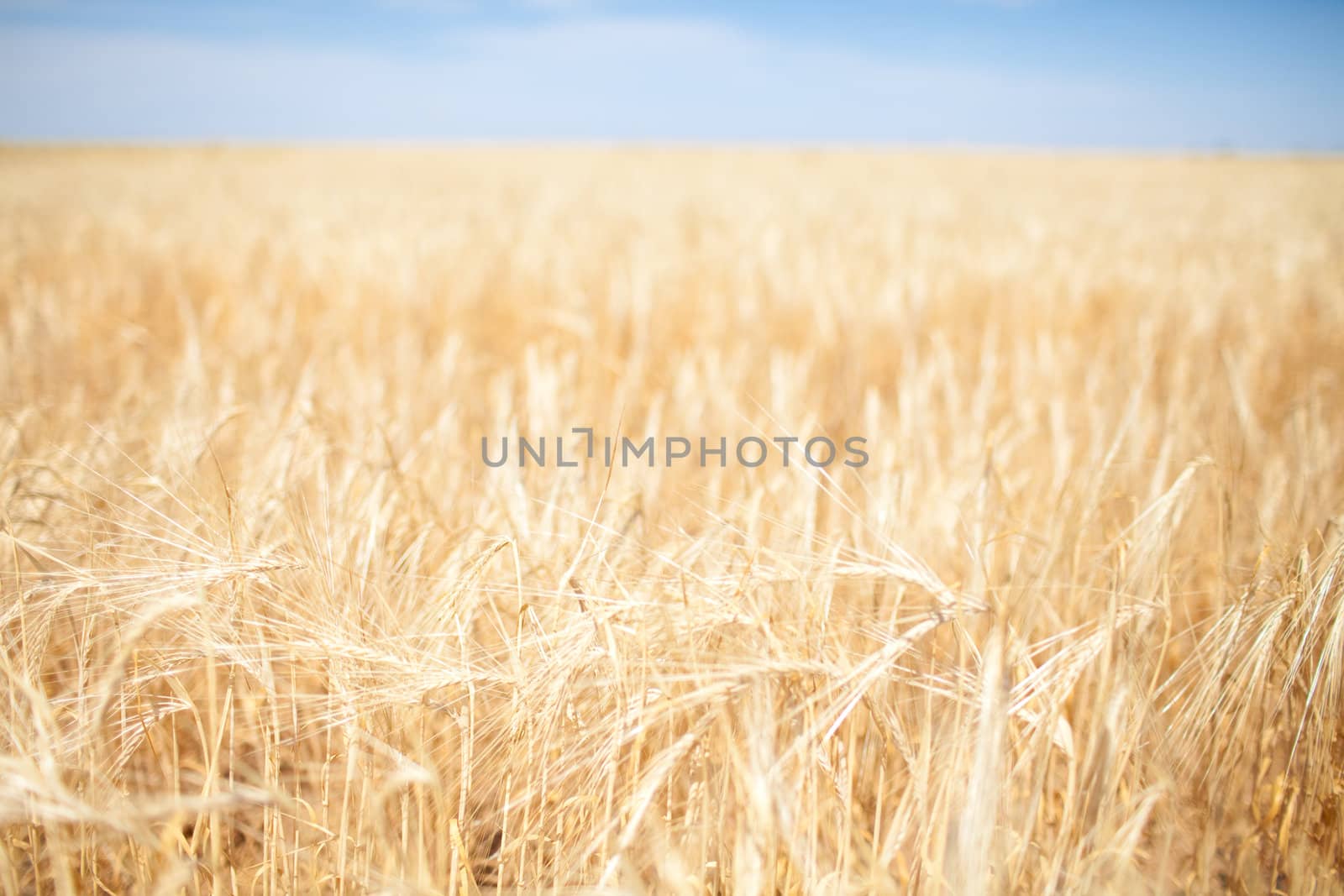 golden field of wheats