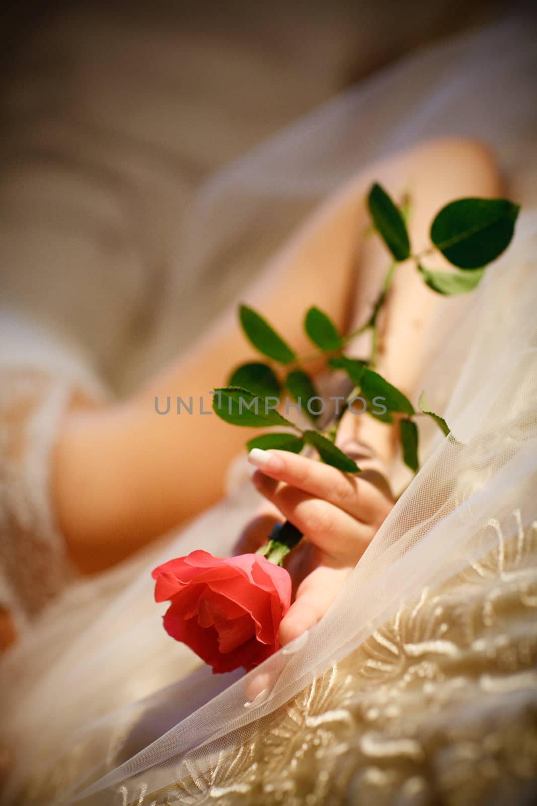 red rose in a hand of the bride
