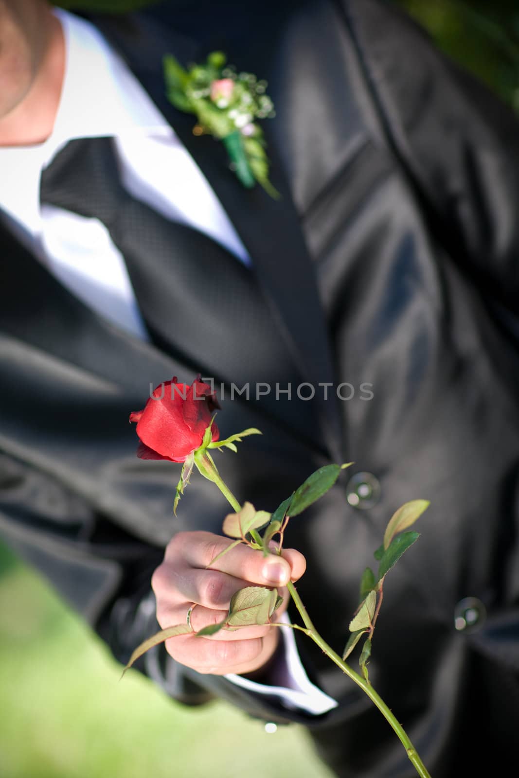 rose in hands of a groom