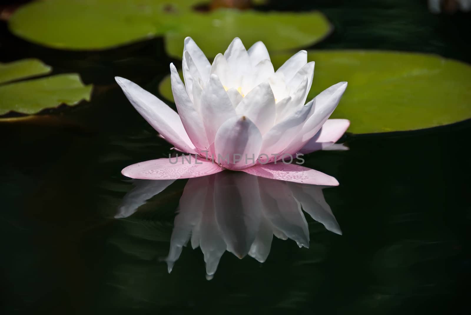 a detail of a beautiful water lily reflected by the water