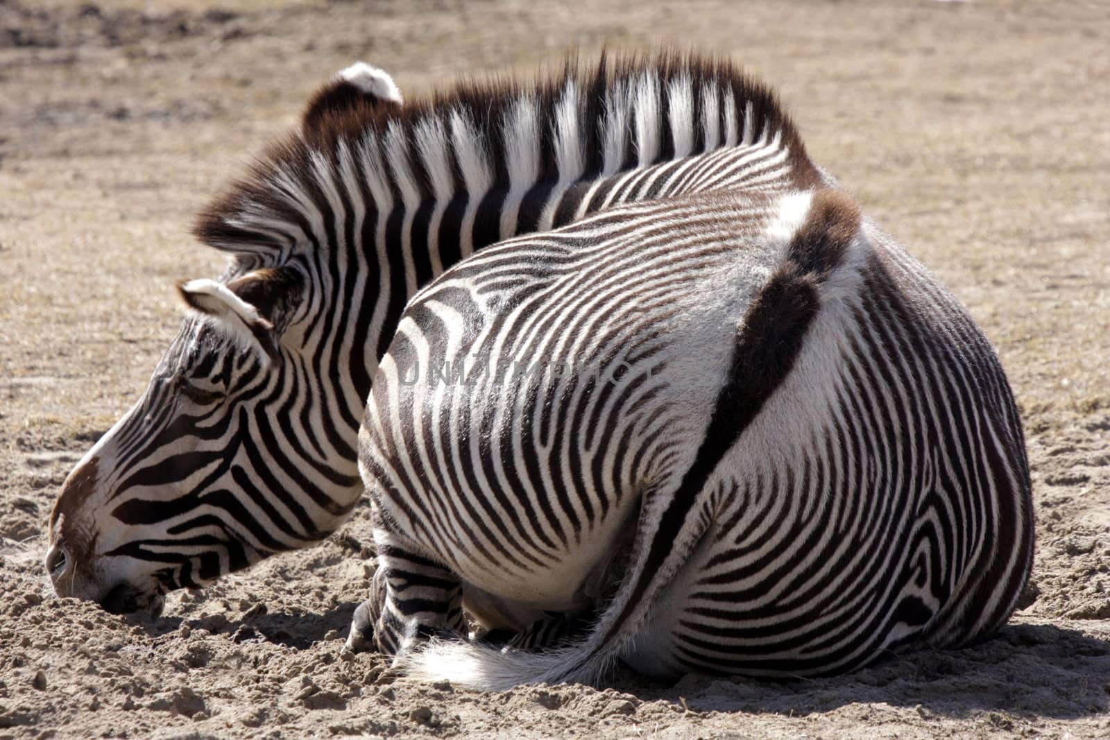 Zebra lying down backview