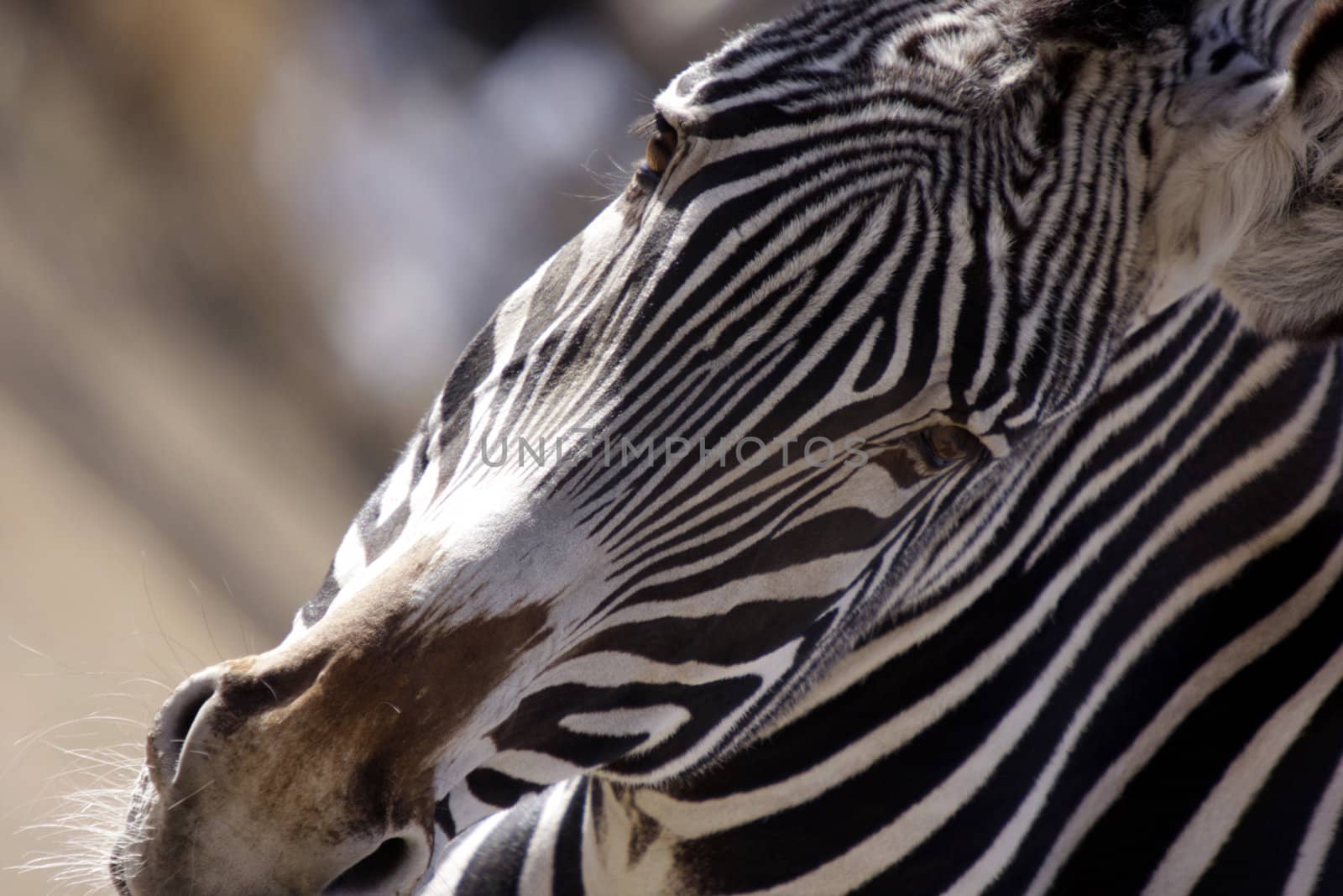 Zebra by Imagecom