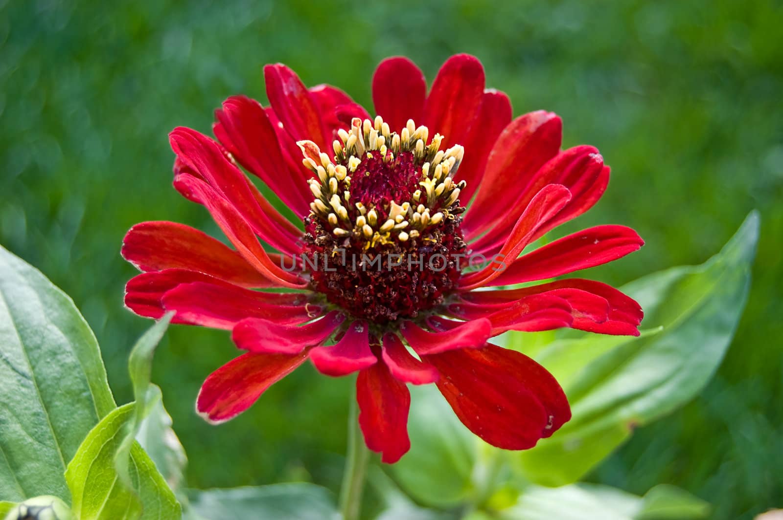 beautiful, colorful zinnia red flower over green