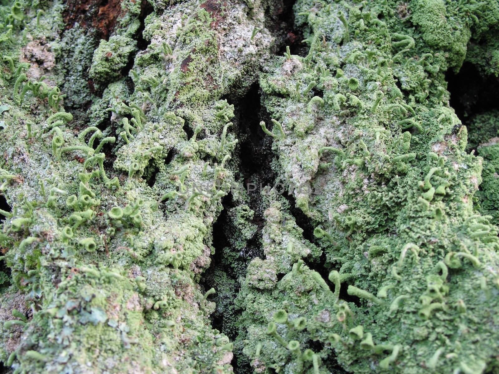 moss on a tree by mmm