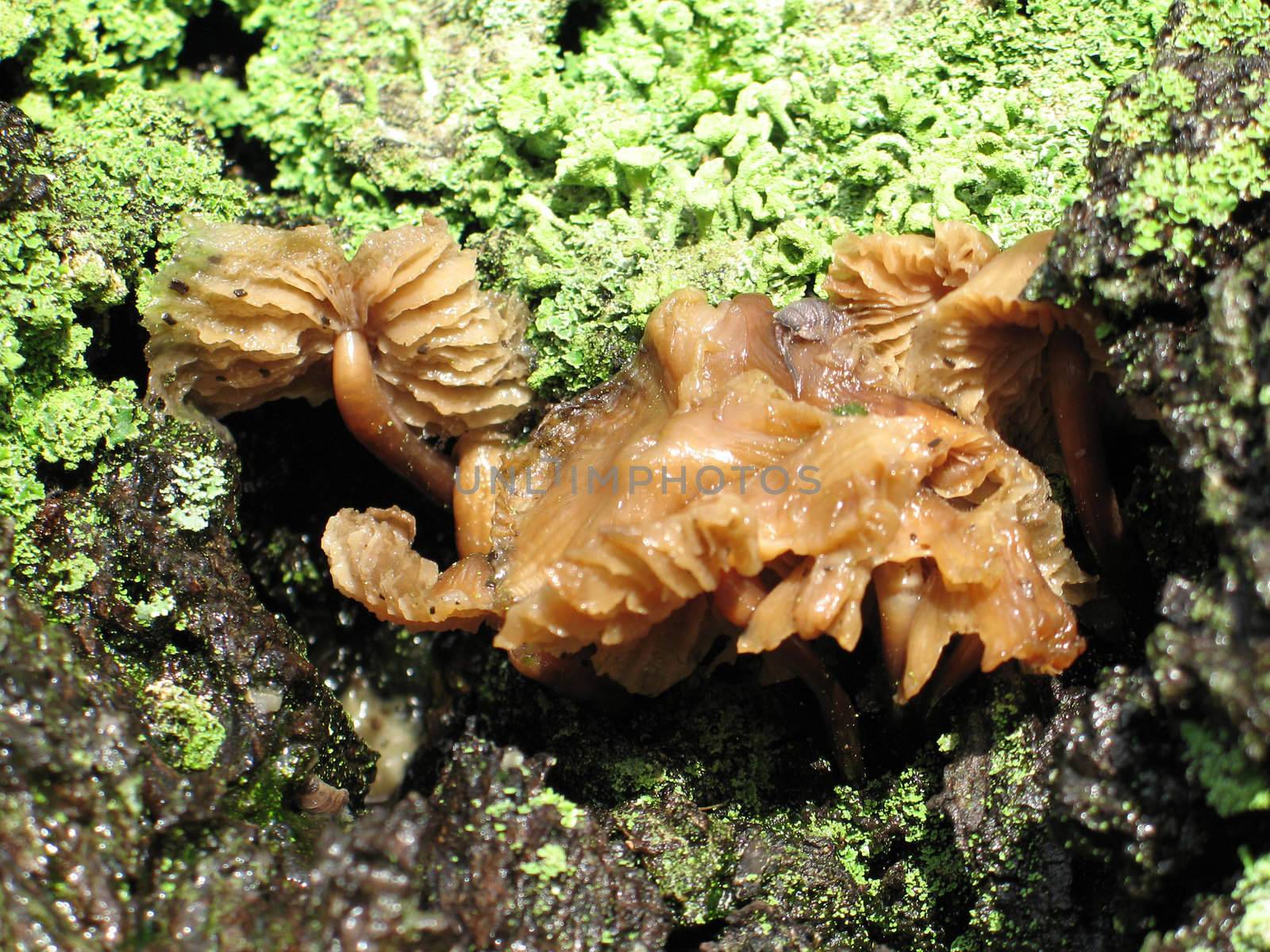 mushroom and moss on a tree