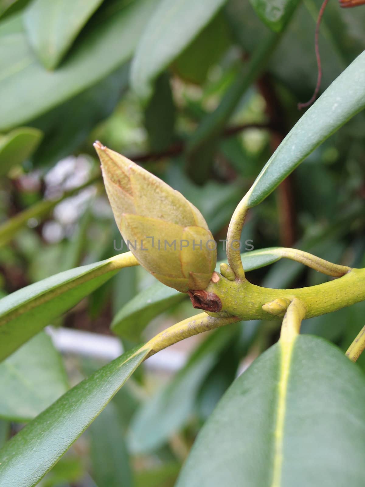 rhododendron flower buds by mmm