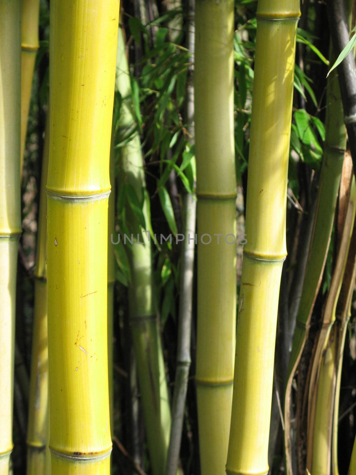bamboo closeup by mmm