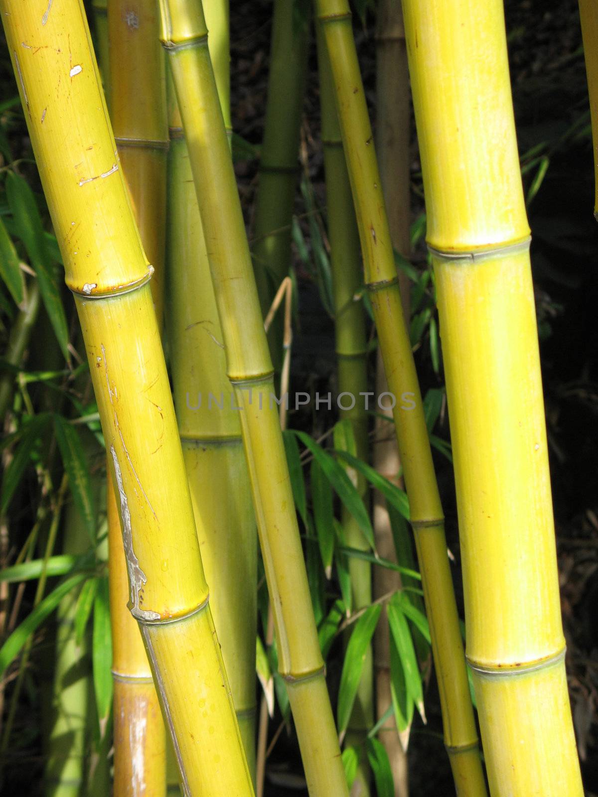 bamboo closeup