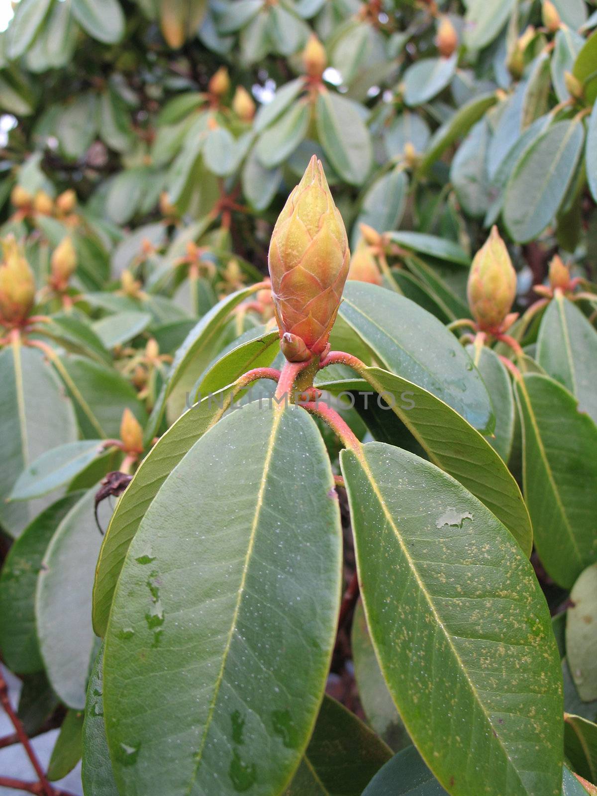 rhododendron flower buds by mmm
