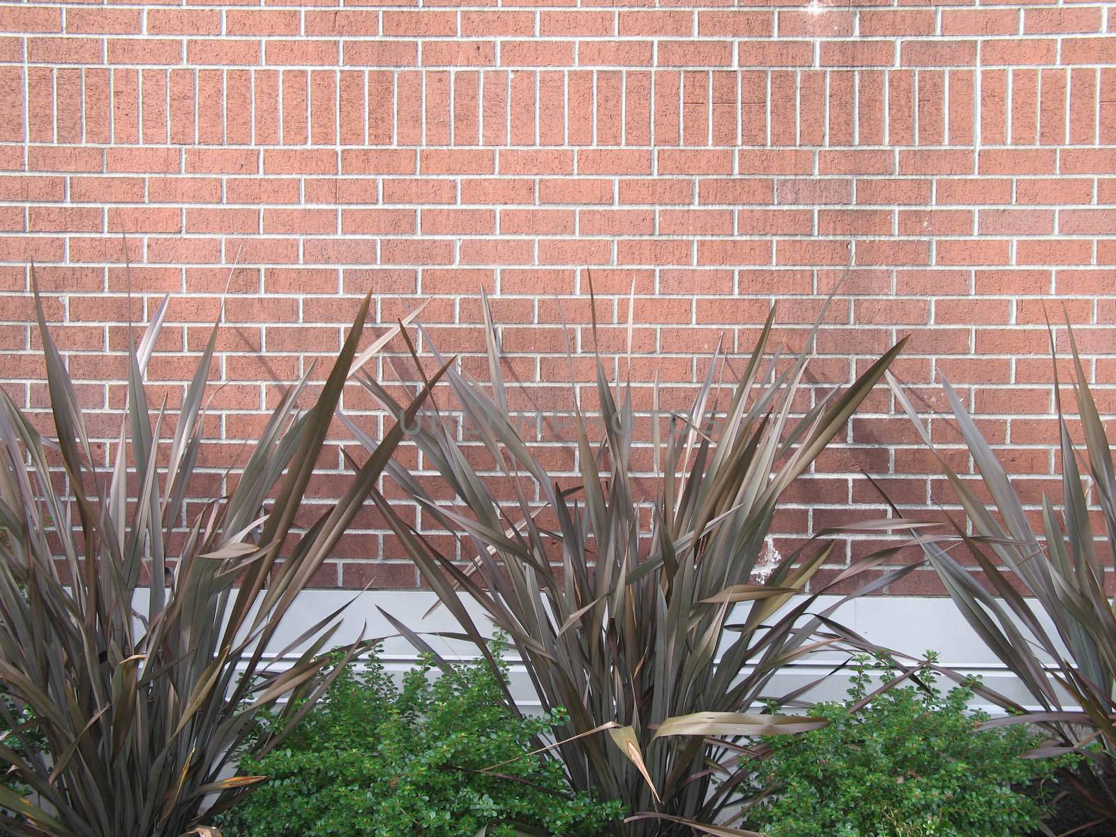 plants against a wall