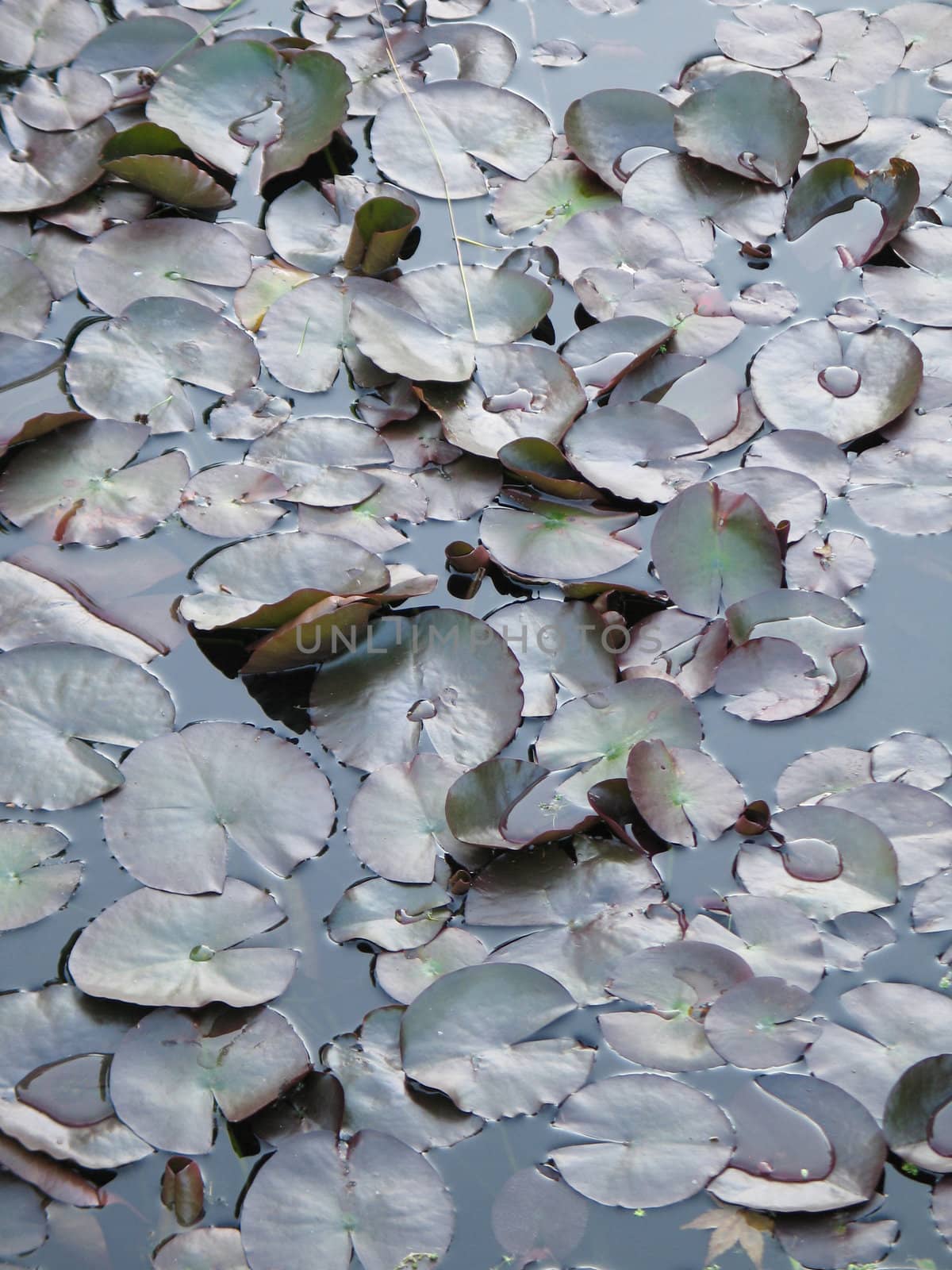 water lily pads by mmm